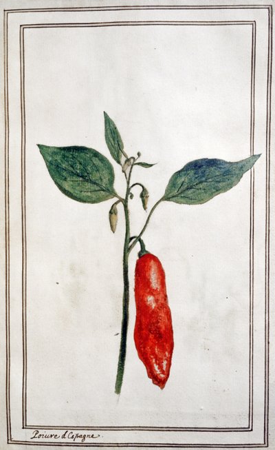Chilli, Spanish Pepper, c.1780-1800 by Unbekannter Künstler