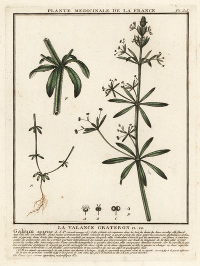 Cleavers, Galium aparine by Unbekannter Künstler