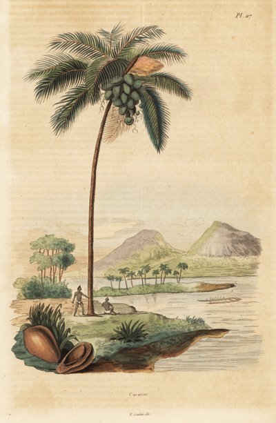 Coconut tree, Cocos nucifera by Unbekannt