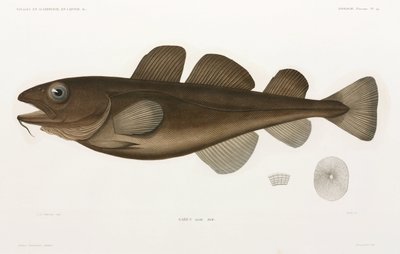 Codfish by Unbekannter Künstler