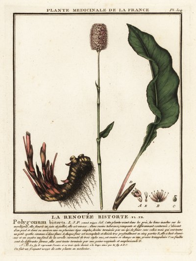 Common Bistort, Persicaria Bistorta by Unbekannter Künstler