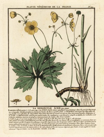 Common buttercup, Ranunculus acris by Unbekannter Künstler