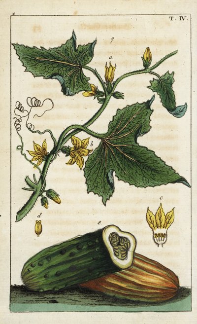 Common cucumber, Cucumis sativus by Unbekannter Künstler