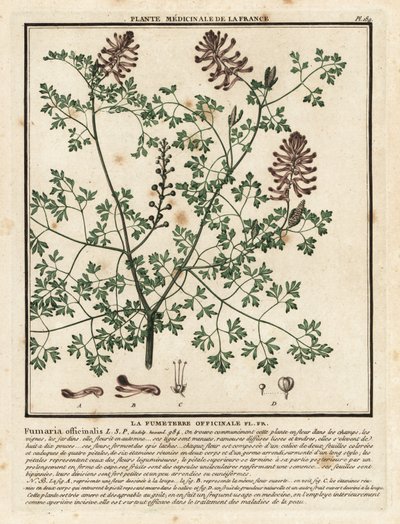 Common fumitory, Fumaria officinalis by Unbekannter Künstler