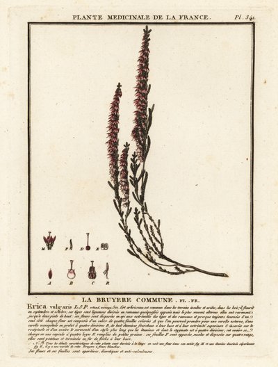 Common Heather, Calluna vulgaris by Unbekannter Künstler