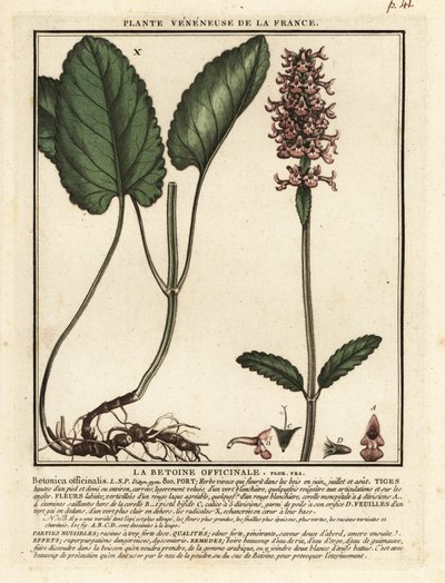 Common hedgenettle, Stachys officinalis by Unbekannter Künstler