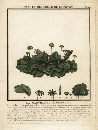 Common Liverwort, Marchantia Polymorpha by Unbekannter Künstler