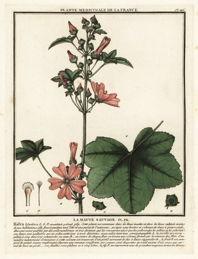 Common mallow, Malva sylvestris by Unbekannter Künstler