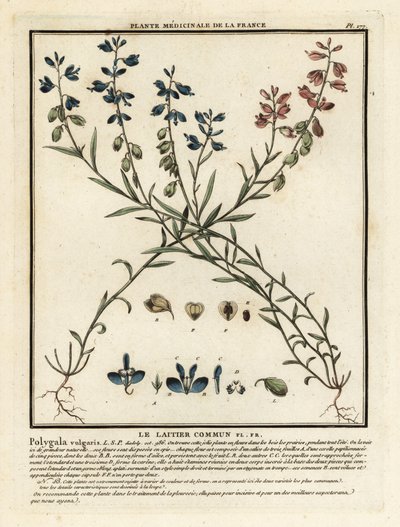 Common Milkwort, Polygala Vulgaris by Unbekannter Künstler