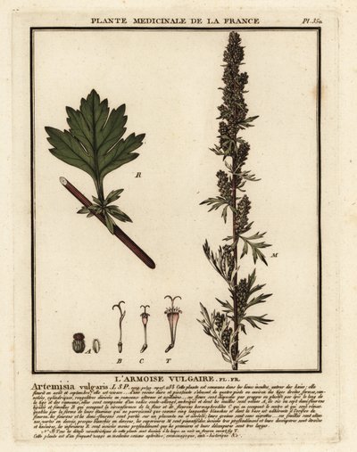 Common Mugwort, Artemisia Vulgaris by Unbekannter Künstler