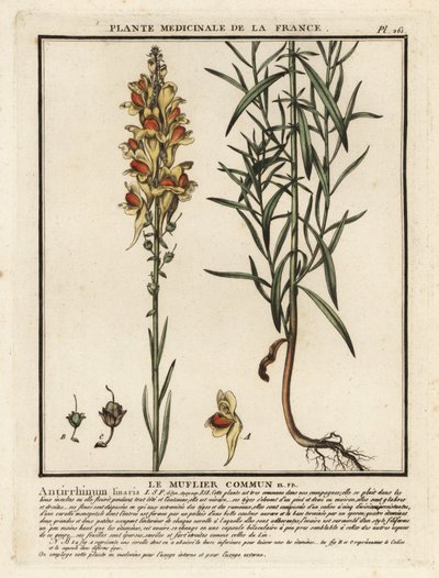 Common Toadflax, Linaria vulgaris by Unbekannter Künstler