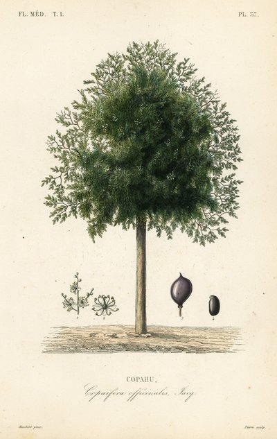 Copaiba tree by Unbekannt