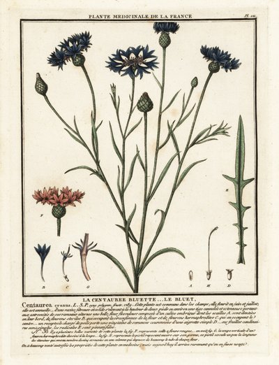 Cornflower by Unbekannter Künstler