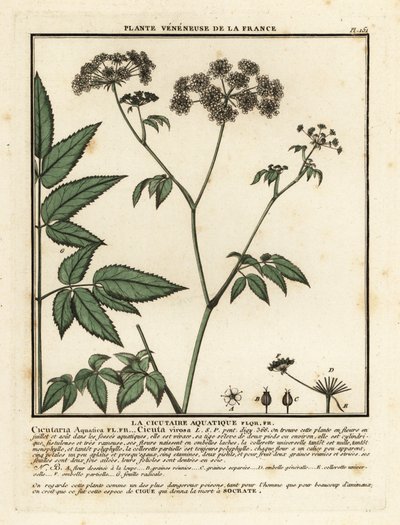 Cowbane, Cicuta virosa by Unbekannter Künstler