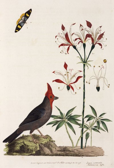 Crossbill, Lily and Butterfly by Unbekannt
