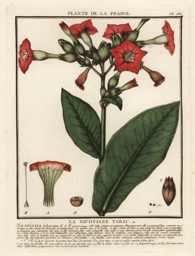Cultivated Tobacco, Nicotiana tabacum by Unbekannter Künstler