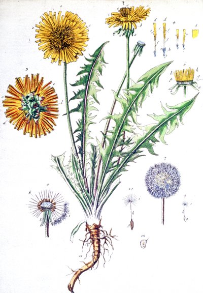 Dandelion by Unbekannter Künstler