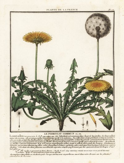 Dandelion by Unbekannter Künstler