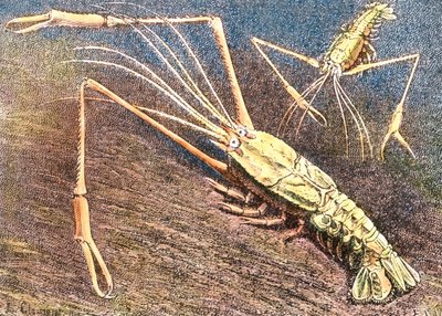 Deepwater Prawn by Unbekannter Künstler