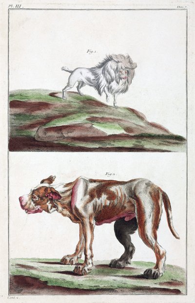 Dogs by Unbekannt