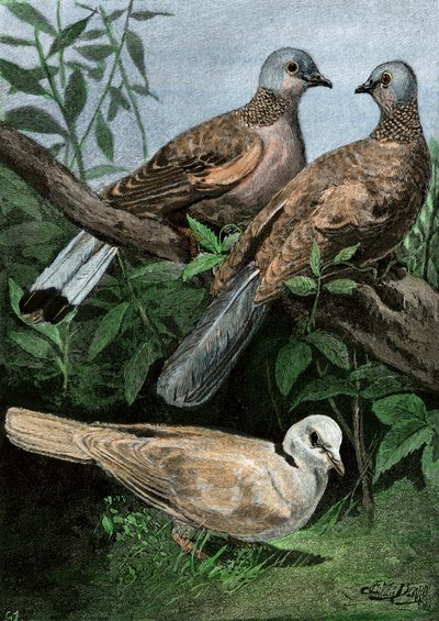 Doves and Rowing Pigeon by Unbekannter Künstler
