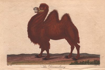 Dromedary Camel by Unbekannter Künstler