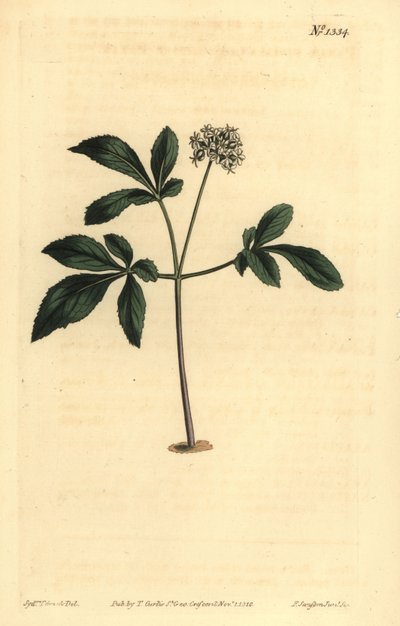 Dwarf Ginseng, Panax Trifolius by Unbekannt