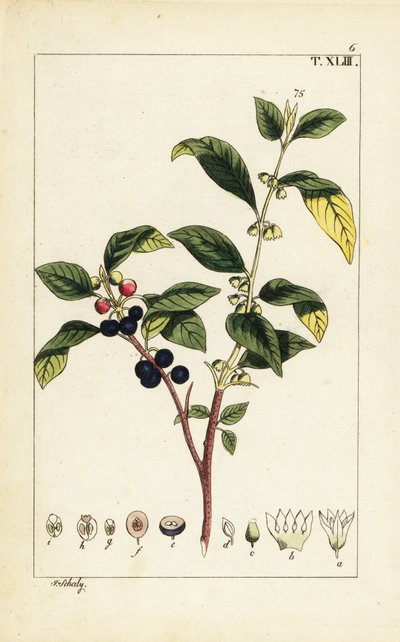 Dyer’s buckthorn, Flueggea tinctoria by Unbekannter Künstler