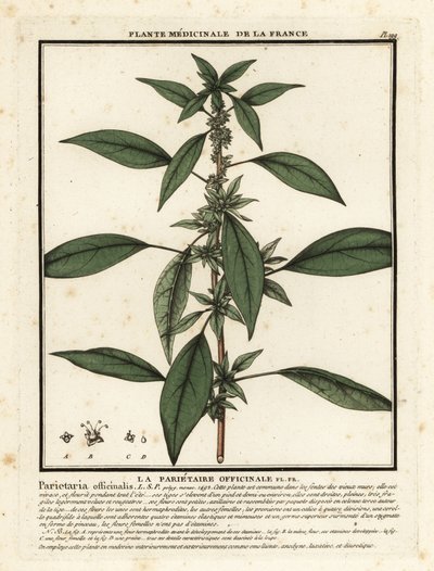 Eastern pellitory-of-the-wall, Parietaria officinalis by Unbekannter Künstler