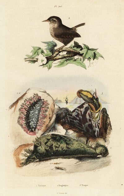 Eurasian Wren, Nile Topsail, and Sea Slug by Unbekannter Künstler