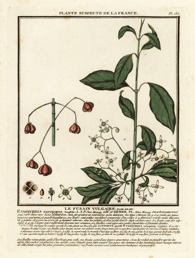 European Spindle, Euonymus europaeus by Unbekannter Künstler