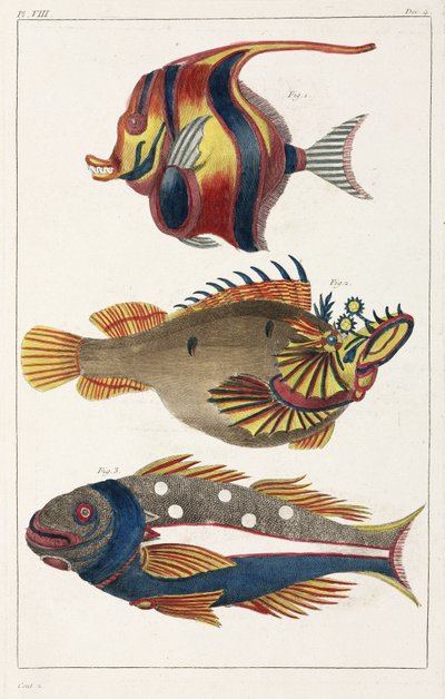 Exotic fish from the Moluccas by Unbekannt