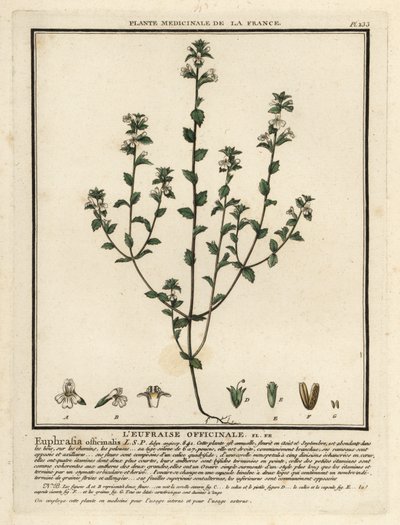 Eyebright, Euphrasia Rostkoviana by Unbekannter Künstler