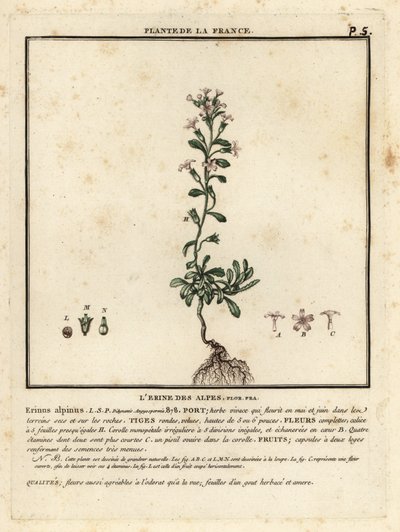 Fairy foxglove, Erinus alpinus by Unbekannter Künstler
