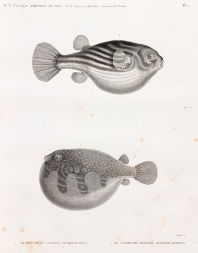 Fish: Tetrodon by Unbekannt