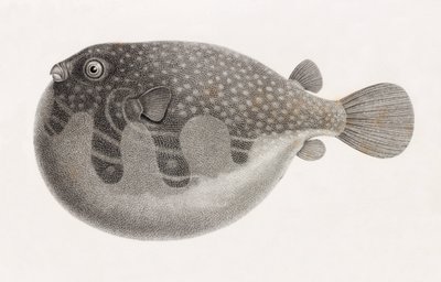 Fish: Tetrodon (detail) by Unbekannt