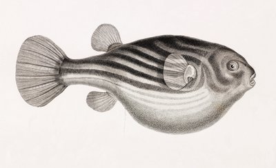 Fish: Tetrodon (detail) by Unbekannt