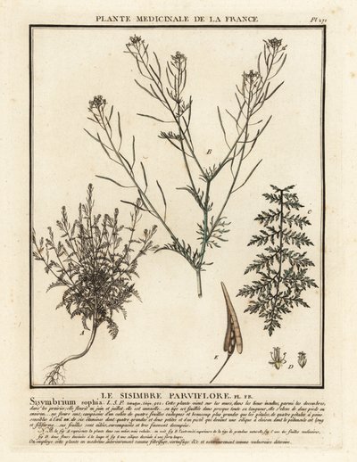 Flixweed, Descurainia sophia by Unbekannter Künstler