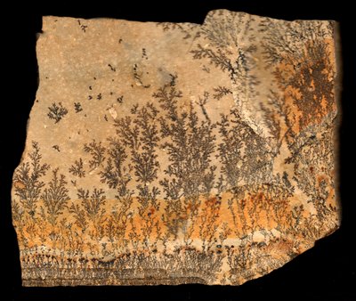 Fossil Print by William M. Timlin