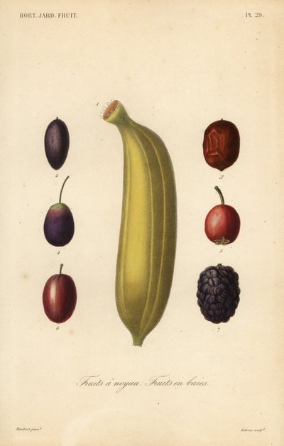 Fruits by Unbekannt
