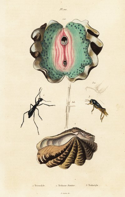 Giant Clam and Beetles by Unbekannter Künstler