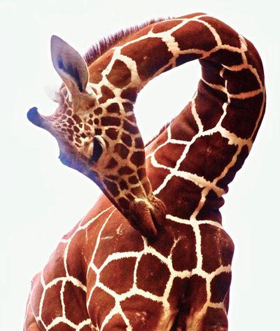Giraffe, Sarara, 2017 by Unbekannter Künstler