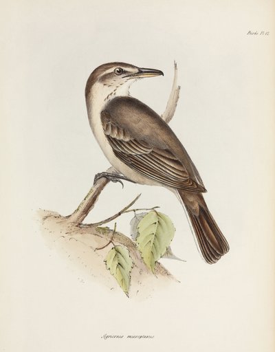 Grey-bellied Shrike-tyrant, c. 1832-1836 by Unbekannt