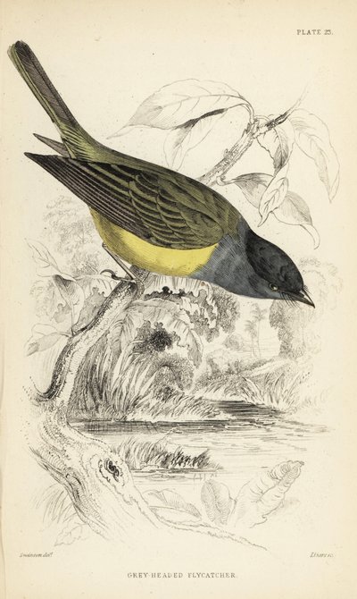 Grey-headed Canary-flycatcher, Culicicapa ceylonensis (Grey-headed Flycatcher, Cryptolopha poiocephala) by Unbekannter Künstler