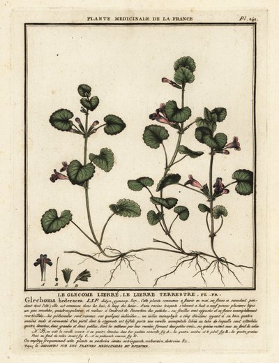Ground Ivy, Glechoma hederacea by Unbekannter Künstler