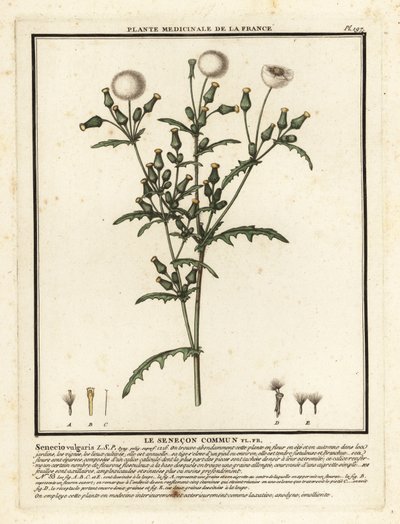 Groundsel, Senecio Vulgaris by Unbekannter Künstler