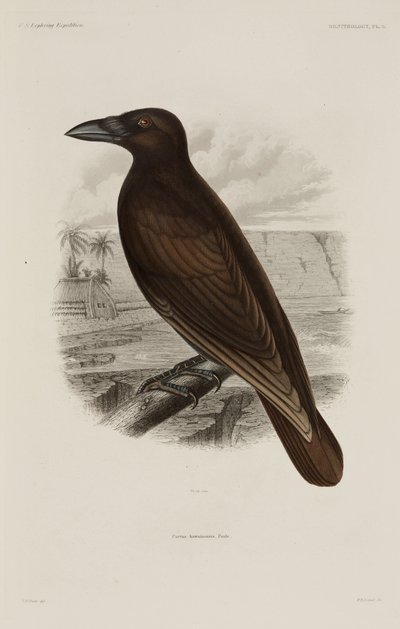 Hawaiian crow by Unbekannter Künstler