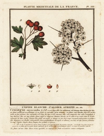 Hawthorn, Crataegus Rhipidophylla by Unbekannter Künstler