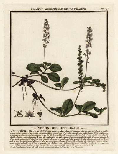 Heath Speedwell, Veronica officinalis by Unbekannter Künstler
