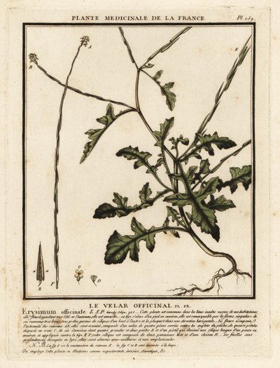 Hedge Mustard, Sisymbrium officinale by Unbekannter Künstler